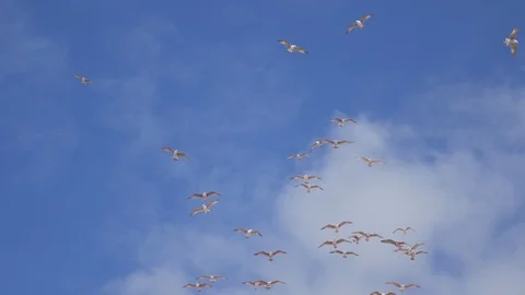 Hovering seagulls Vídeos de archivo 89498262