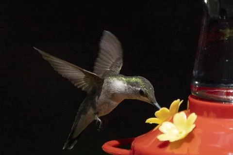 Hovering While Drinking Stock Photos