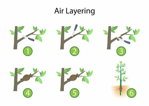 How to Air Layer a Tree, agriculture Stock Illustration