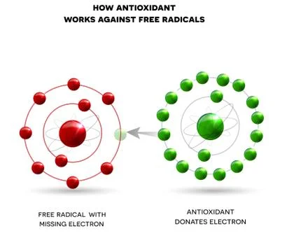 How antioxidant works Illustrazione stock