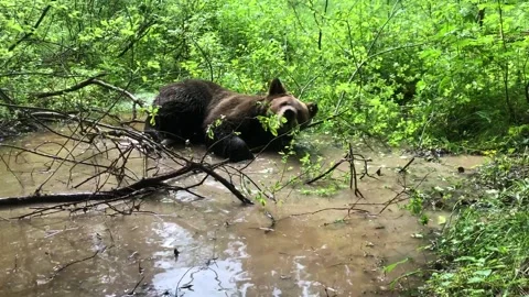 How a bear bathes in a puddle Video stock 144214568
