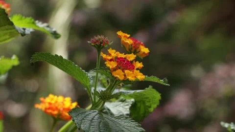 How beautiful is nature Stock Footage 131778359
