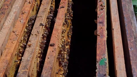 How a beekeeper checks bee colonies. The process of inspecting hives. Stock Footage 310667077