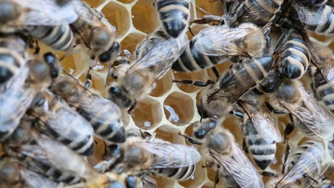 How bees make honey. Bees on a honeycomb with honey. Bees fill honeycombs with Stock Footage 157390620