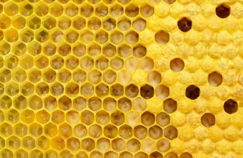 How bees multiply and are born. Stages of development of bee larvae. Bees Broods Stock Photos