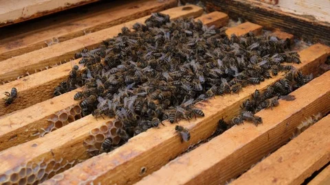 How bees winter in the hive. Overview of bee hive in winter. Wintering bees. Stock Footage 122507416