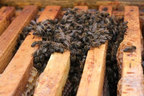 How bees winter in the hive. Overview of bee hive in winter. Wintering bees. Stock Photos