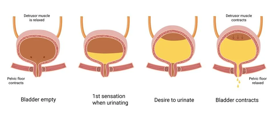 How The Bladder Works Stock Illustration