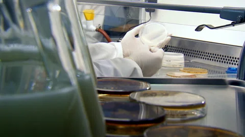 How to breed yeast in the lab part 2 of 8 Stock Footage 45527319
