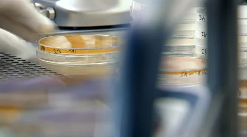 How to breed yeast in the lab part 3 of 8 Stock Footage 45527360