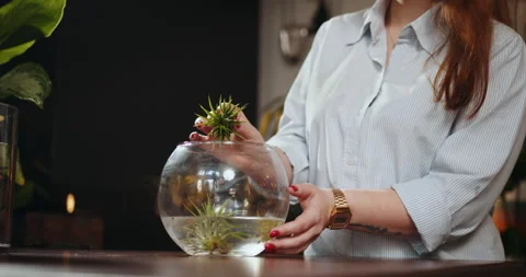 How to care for a plant growing without soil. Bathing atmospheric tillandsia Stock Footage 246936483