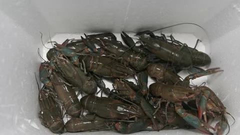 How to choose lobster Stock Footage 133906997
