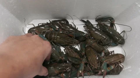How to choose lobster Stock Footage 133907457