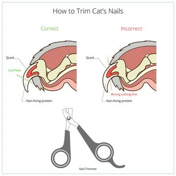 How to cut cat nail veterinary instruction vector Stock Illustration