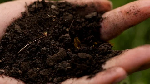 How dandelion grows Stock Footage 108523909