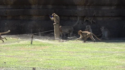How do I look? Monkey steals tourists sunglasses, tries them on for size Video stock 105155673