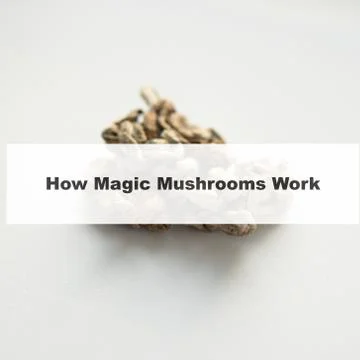 .how do magic mushrooms work? the mechanism of psilocybin's action on the hum Stock Photos