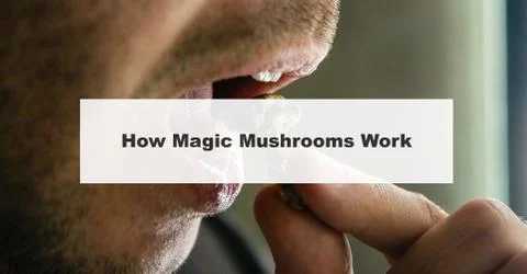 .how do magic mushrooms work? the mechanism of psilocybin's action on the hum Stock Photos