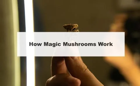 .how do magic mushrooms work? the mechanism of psilocybin's action on the hum Stock Photos