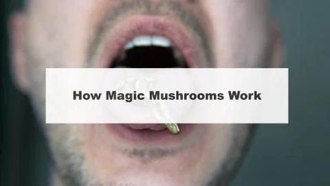 .how do magic mushrooms work? the mechanism of psilocybin's action on the hum Stock Photos