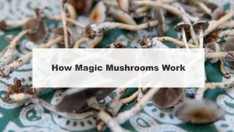 .how do magic mushrooms work? the mechanism of psilocybin's action on the hum Stock Photos