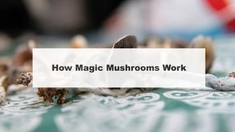 .how do magic mushrooms work? the mechanism of psilocybin's action on the hum Stock-Fotos