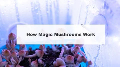 .how do magic mushrooms work? the mechanism of psilocybin's action on the hum Stock Photos
