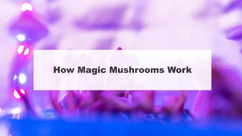 .how do magic mushrooms work? the mechanism of psilocybin's action on the hum Foto stock