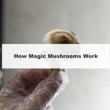 .how do magic mushrooms work? the mechanism of psilocybin's action on the hum Stock Photos