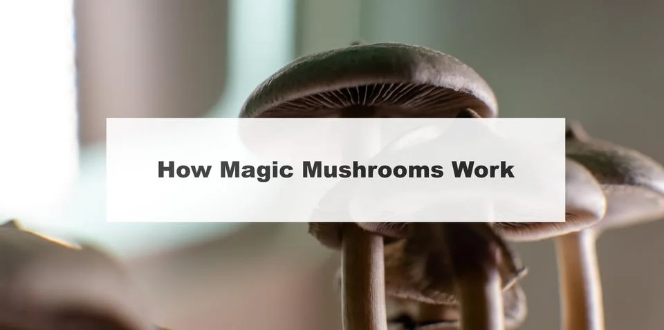 .how do magic mushrooms work? the mechanism of psilocybin's action on the hum 스톡 사진