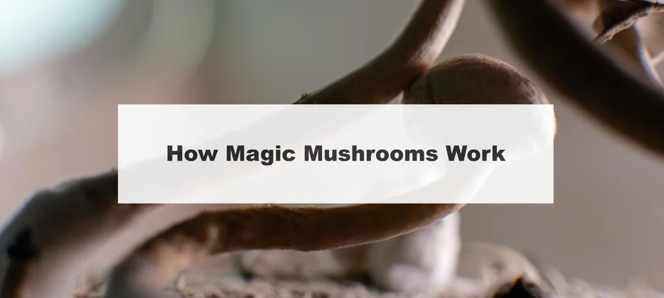 .how do magic mushrooms work? the mechanism of psilocybin's action on the hum Stock Photos