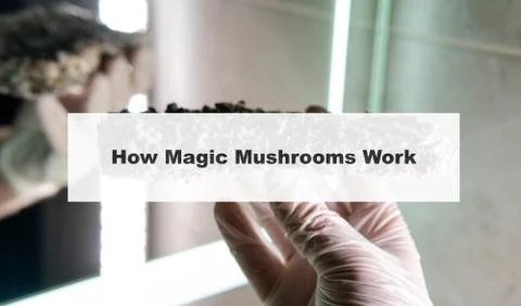 .how do magic mushrooms work? the mechanism of psilocybin's action on the hum Stock Photos