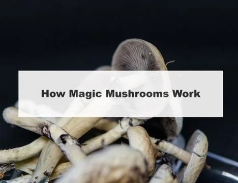 .how do magic mushrooms work? the mechanism of psilocybin's action on the hum Stock Photos