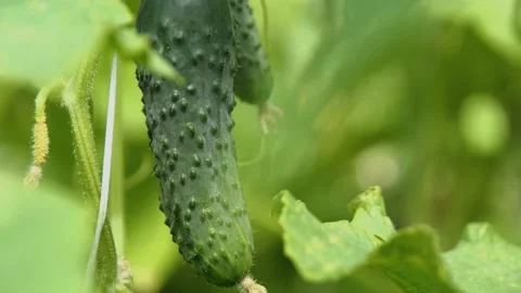 How does a cucumber grow. Cucumber in the garden close-up. home garden Video stock 204714563