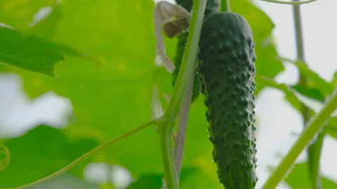 How does a cucumber grow. Cucumber in the garden close-up. home garden Stock Footage 205411660