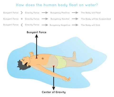 How does Human Body Float on Water Infographic Diagram physics science education Stock Illustration