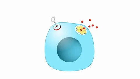 How does insulin work Vidéo 116049508