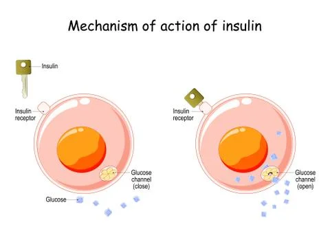 How does insulin work Stock Illustration