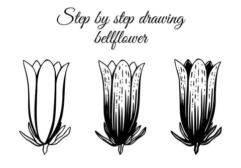 How to draw bellflower step by step vector illustration. Drawing tutorial Stock Illustration