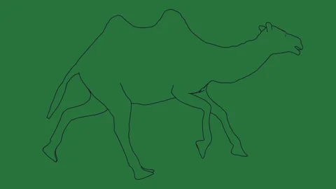 How to draw a camel and isolated isolated on green screen background Stock Footage 336892316