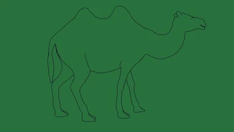 How to draw a camel and isolated isolated on green screen background Stock-Footage 336892330