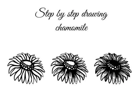 How to draw chamomile step by step vector illustration. Drawing tutorial Stock Illustration