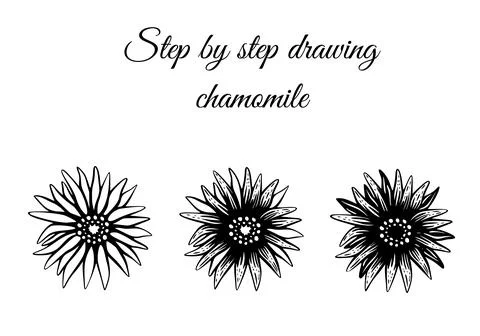 How to draw chamomile step by step vector illustration. Drawing tutorial Stock Illustration