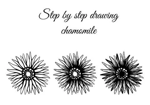 How to draw chamomile step by step vector illustration. Drawing tutorial Stock Illustration