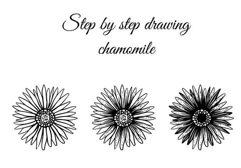 How to draw chamomile step by step vector illustration. Drawing tutorial Stock Illustration