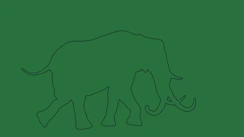 How to draw an elephant and isolated on green screen background Video stock 336855360