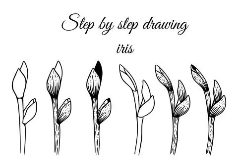 How to draw iris step by step vector illustration. Drawing tutorial Illustrazione stock