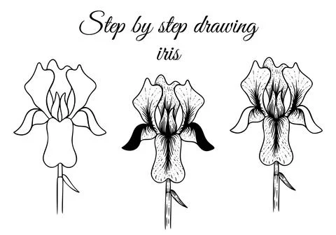 How to draw iris step by step vector illustration. Drawing tutorial Illustrazione stock