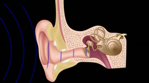 How the ears work Video stock 10858854