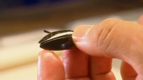 How to Eat Fried Black Beetles, Thailand Stock Footage 116580149